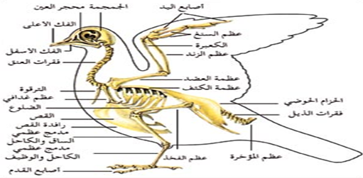 ( الأسماك العظمية هي الأكثر تنوعا بين الحيوانات الفقارية صح أم خطأ )