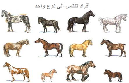 المجال 4 : تصنيف الكائنات الحية - تعريف النوع - iMadrassa