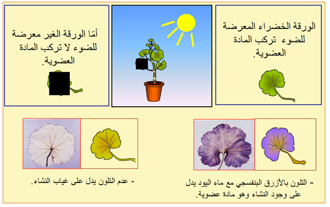 تحويل المادة وتدفق الطاقة في نظام بيئي دخول الطاقة الضوئية في العالم الحي التركيب الضوئي Imadrassa