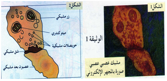 نشاط الجملة العصبية المنعكس العضلي النقل المشبكي Imadrassa