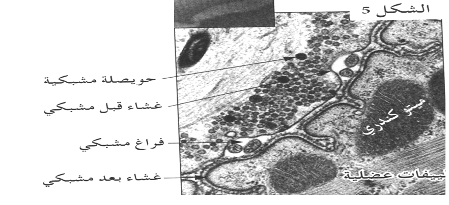 نشاط الجملة العصبية المنعكس العضلي النقل المشبكي Imadrassa