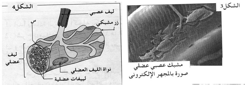 نشاط الجملة العصبية المنعكس العضلي النقل المشبكي Imadrassa