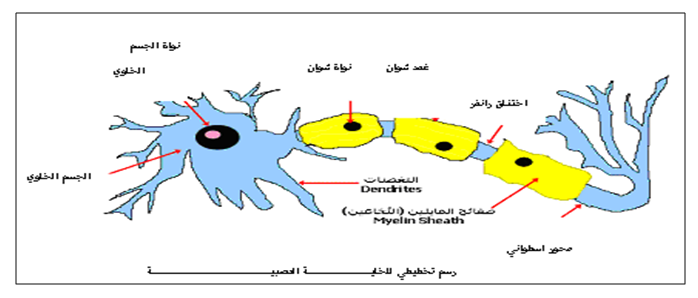 وحدة العضوية التحكم العصبـــــــــــي الدعامة الخلوية للرسالة العصبية Imadrassa