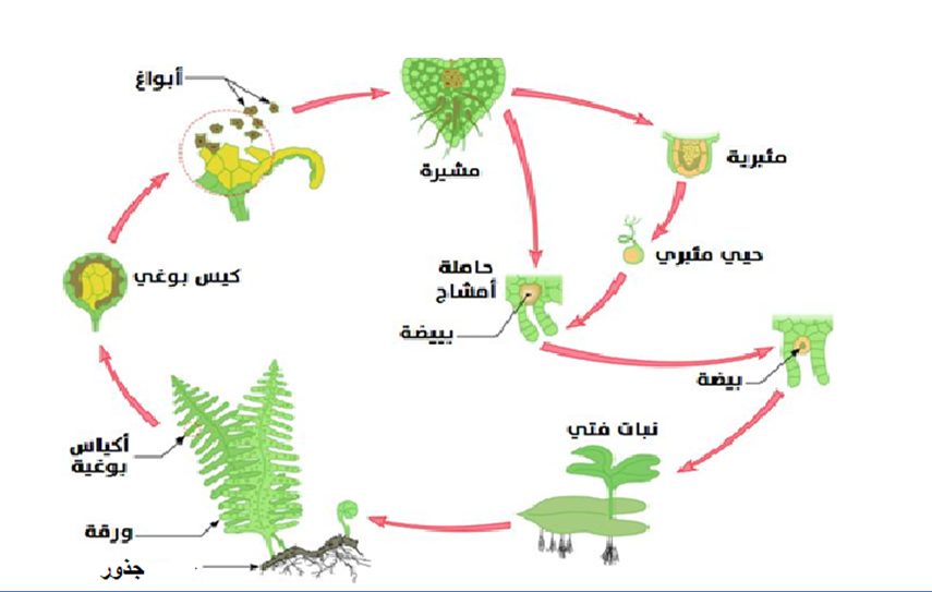 الفطريات والديدان من أمثلة