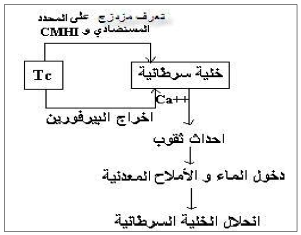 أي الأوصاف التالية هو الوصف الصحيح للخلايا السرطانية